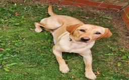 Labradoodle dogs for sale: 2 year old Labrador  - Image 7