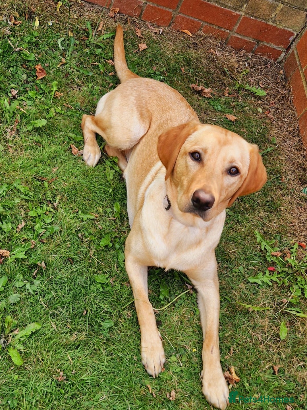 Labradoodle dogs for sale: 2 year old Labrador  - Image 7