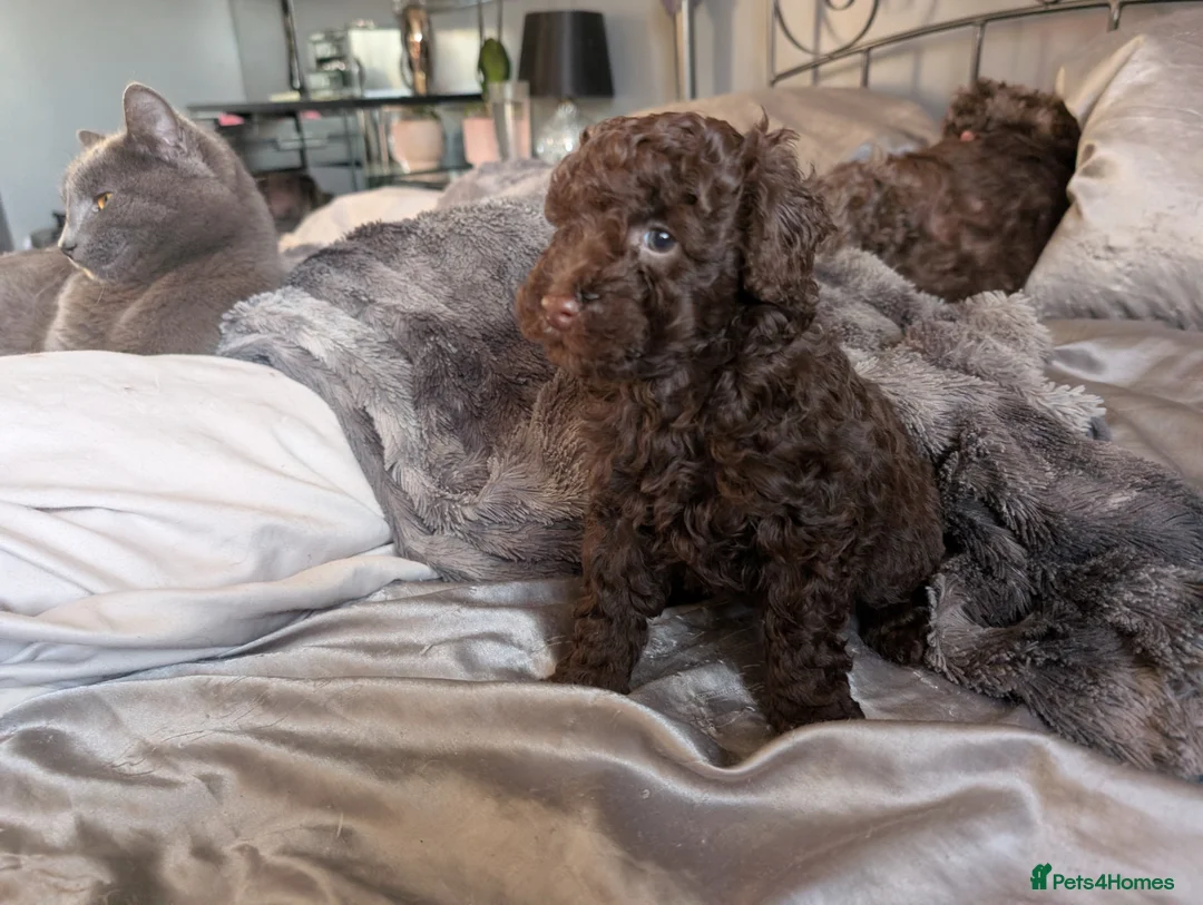 Labradoodle dogs for sale: 🐾Stunning adorable F1BB Mini Labradoodle Pups🐾  - Advert 14