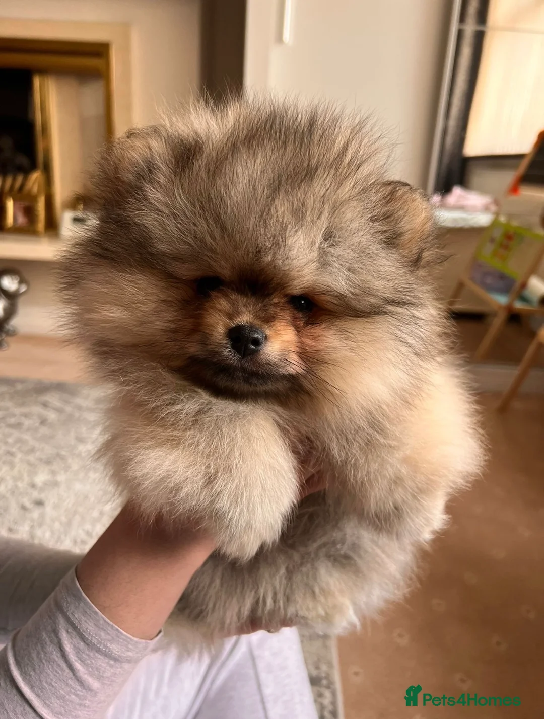 Pomeranian dogs for sale: Beautiful *RARE COAT* husky-looking Pom  - Advert 1
