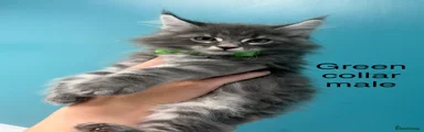 Maine Coon Kitten 2