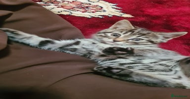 Mixed Breed cats - Advert 6