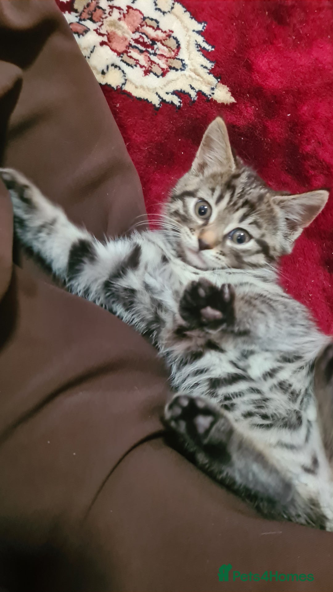 Mixed Breed cats for sale: 5 beautiful tabby cats longline/shorthair  - Image 2