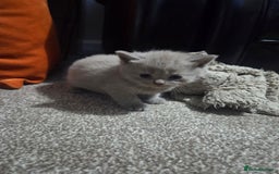 British Shorthair cats for sale: British short hair kittens - Image 2