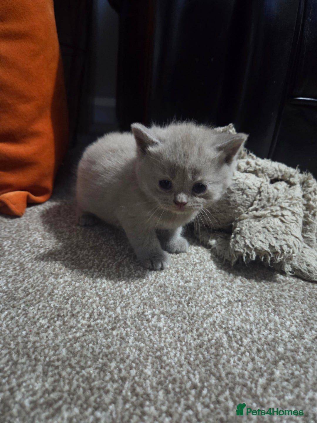 British Shorthair cats for sale: British short hair kittens - Image 2