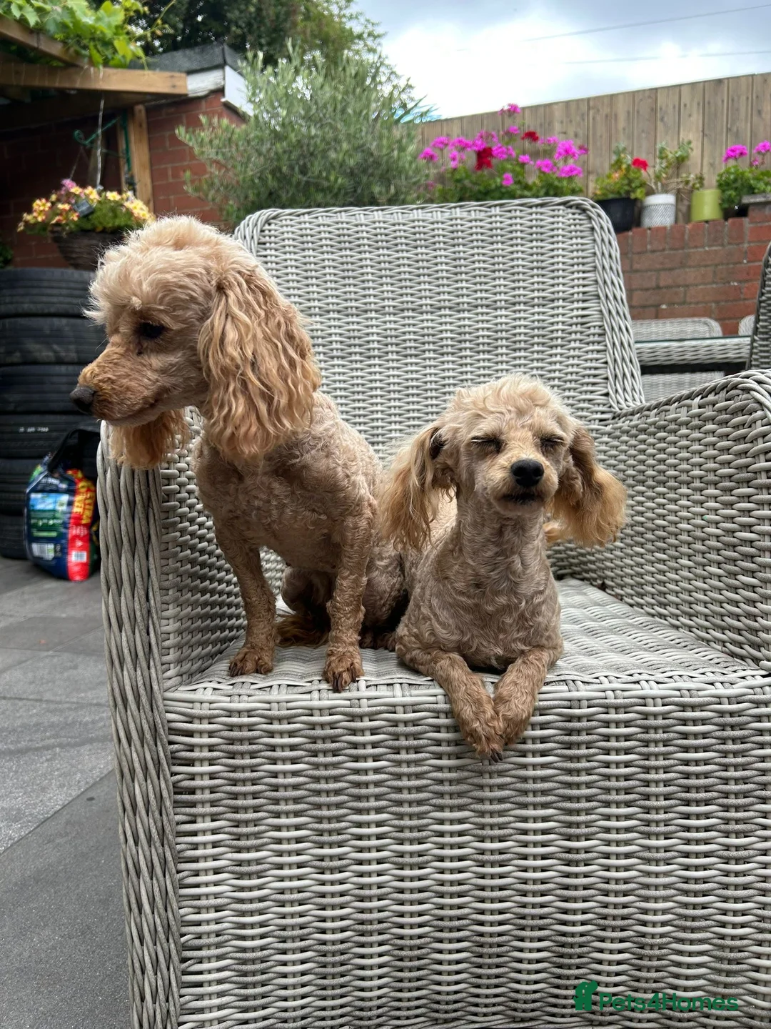 Maltipoo dogs for sale: Maltipoo mum and daughter  - Advert 1