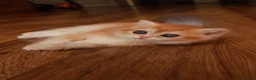 British Shorthair cats for sale: BSH GOLDEN CHOCOLATE GIRL  - Advert 8