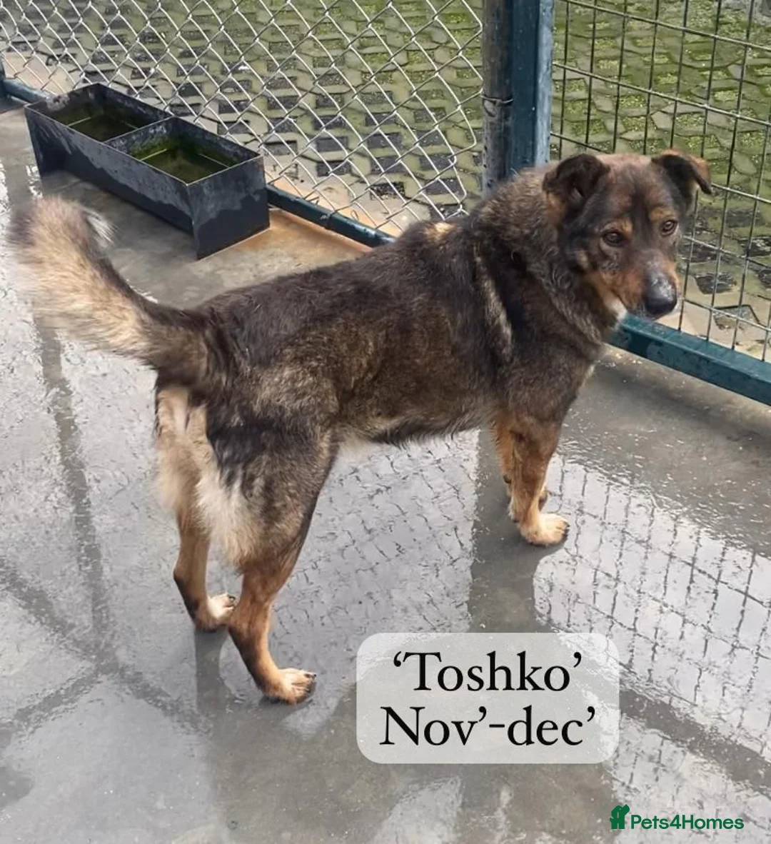 Mixed Breed dogs for adoption: Toshko, approx 10 yrs. Available for adoption. - Advert 30