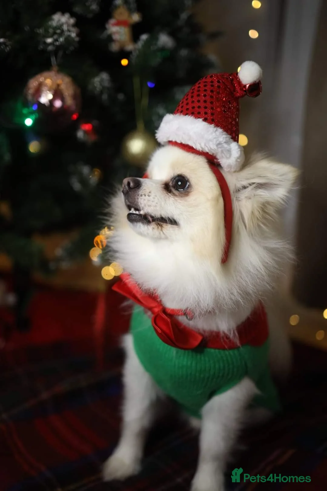 Pomeranian dogs for stud:  White Pomeranian dog “Proven, experienced STUD” in Ilford - Advert 25