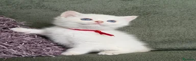 British Shorthair 3
