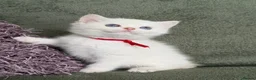 British Shorthair cats for sale: Unique British shorthair golden kittens  - Advert 14