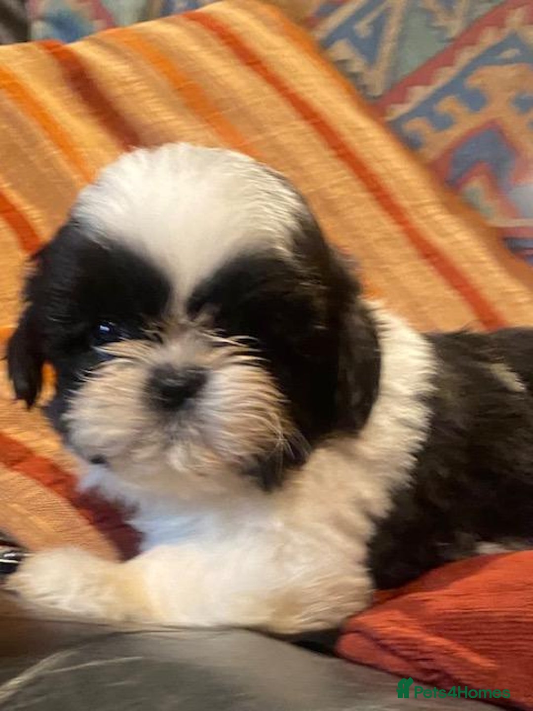 Shih Tzu dogs for sale: Pure bred pedigree Shih Tzu puppies - Advert 4