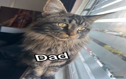 Maine Coon cats for sale: Mainecoon kittens  - Image 20