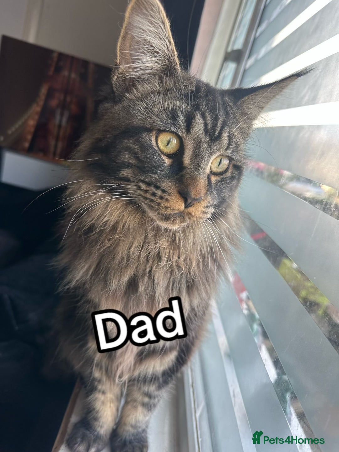 Maine Coon cats for sale: Mainecoon kittens  - Image 20
