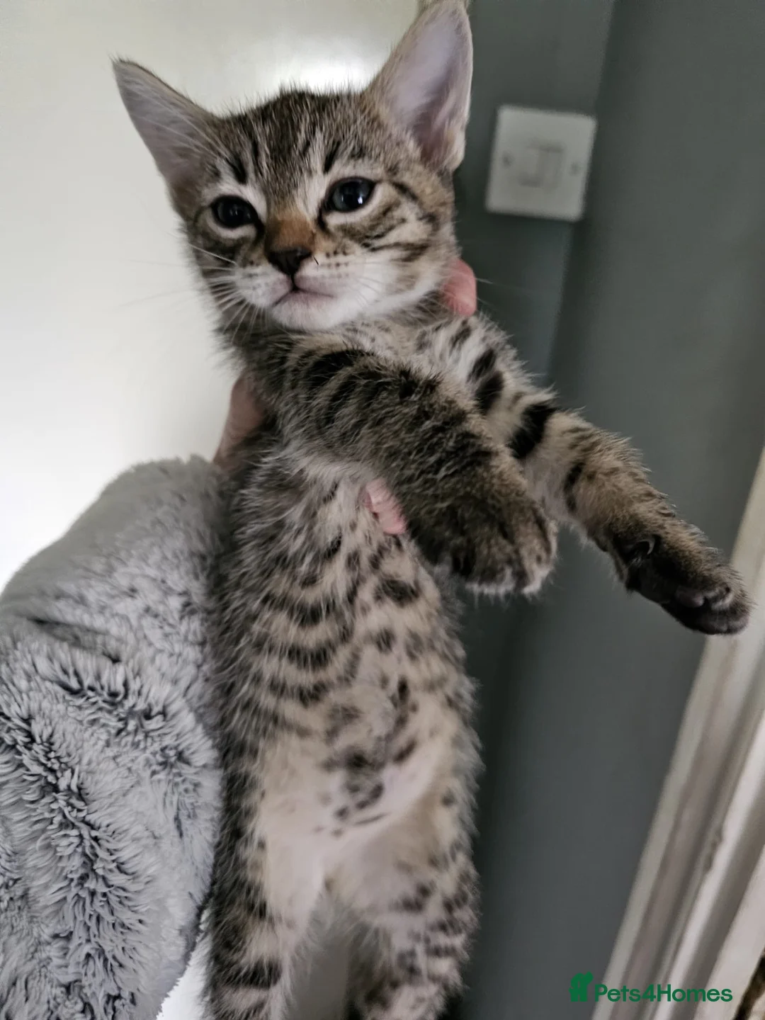 Bengal cats for sale: Girl kittens - Advert 1