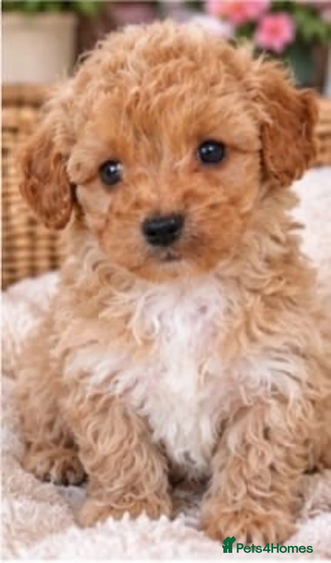 Maltipoo dogs for sale: 💫Extra tiny Asian Maltipoo puppies💫 - Advert 7
