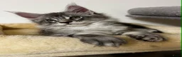 Maine Coon cats for sale: Find Your Purrfect Match 🐾 - Advert 4