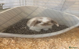 Mini Lop rabbits for sale: 🐰 Beautiful Mini Lop Bunnies 🐰 - Image 2