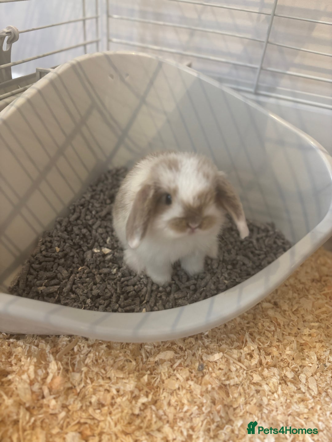 Mini Lop rabbits for sale: 🐰 Beautiful Mini Lop Bunnies 🐰 - Image 2
