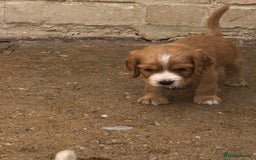 Cocker Spaniel dogs for sale: Cocker spaniel puppys  - Image 5