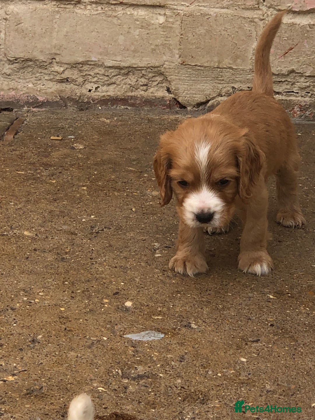 Cocker Spaniel dogs for sale: Cocker spaniel puppys  - Image 5