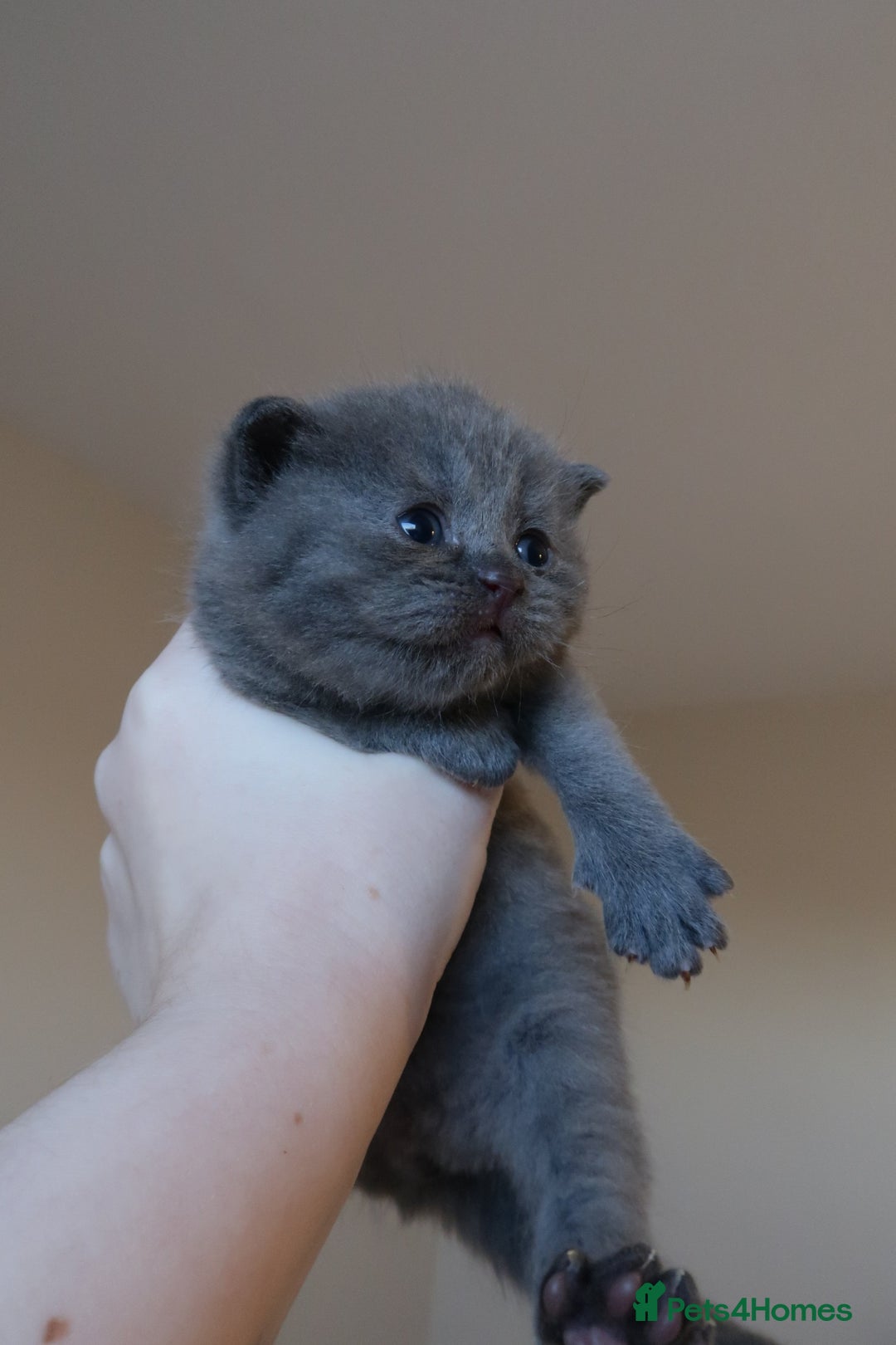 British Shorthair cats for sale: 2 left -GCCF Registered British Shorthair Kittens  - Advert 3