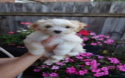 Zuchon dogs for sale: Zuchon Puppies for sale 6 Male and 2 Female  - Image 14