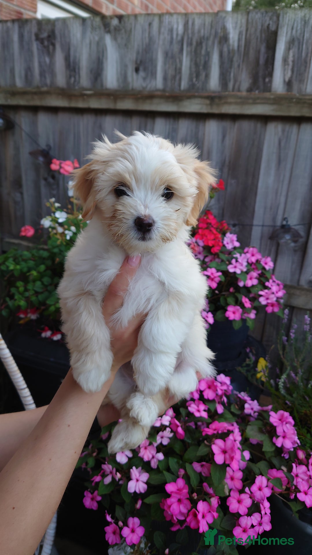 Zuchon dogs for sale: Zuchon Puppies for sale 6 Male and 2 Female  - Image 14
