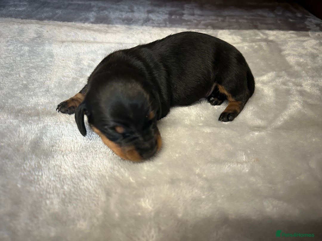 Miniature Dachshund dogs for sale: Miniature dachshund - Image 20
