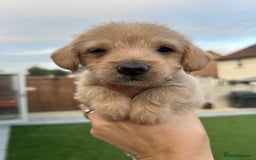 Jackapoo dogs for sale: Jackapoos - Image 4