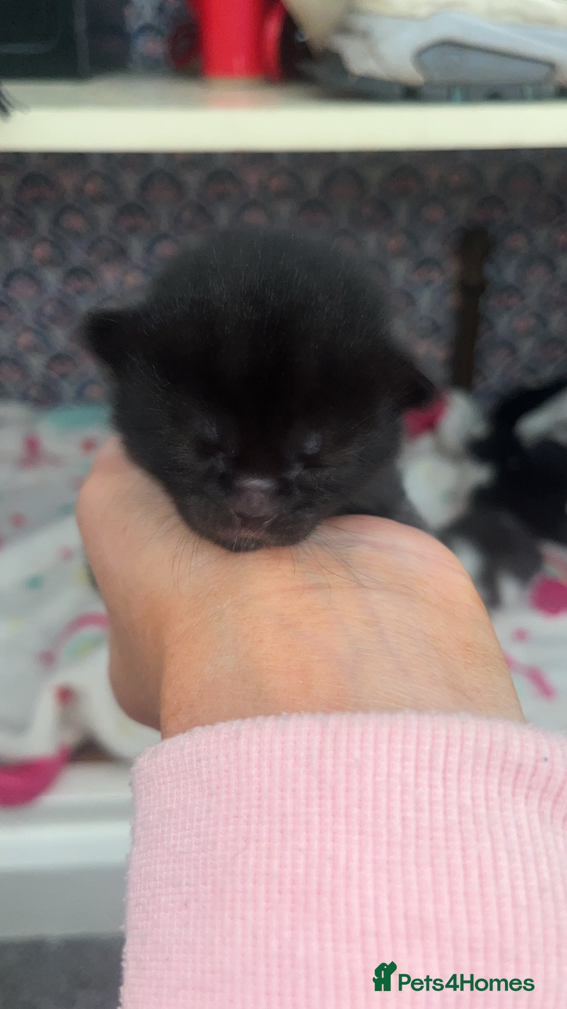 Mixed Breed cats for sale: Kittens for sale  - Advert 14