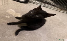 Mixed Breed cats for sale: Beautiful kittens for sale  - Image 19