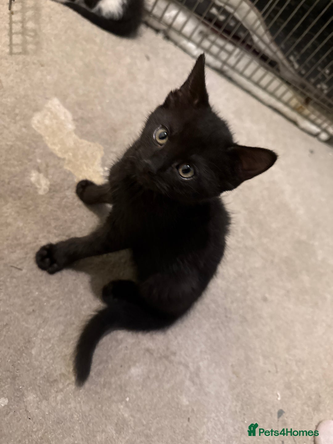 Mixed Breed cats for sale: Beautiful kittens for sale  - Image 19