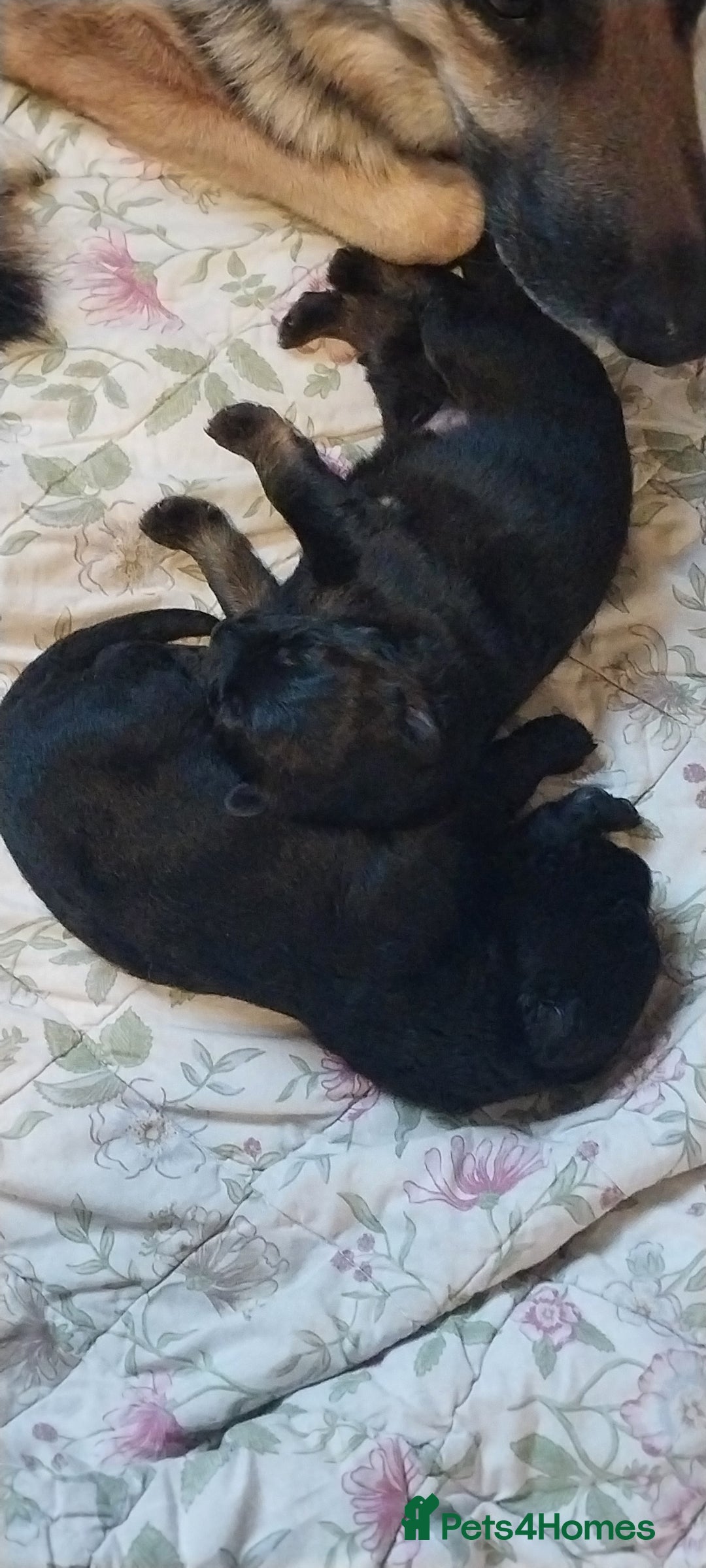 German Shepherd dogs for sale: 2 boy german shepherd puppy's  - Advert 7