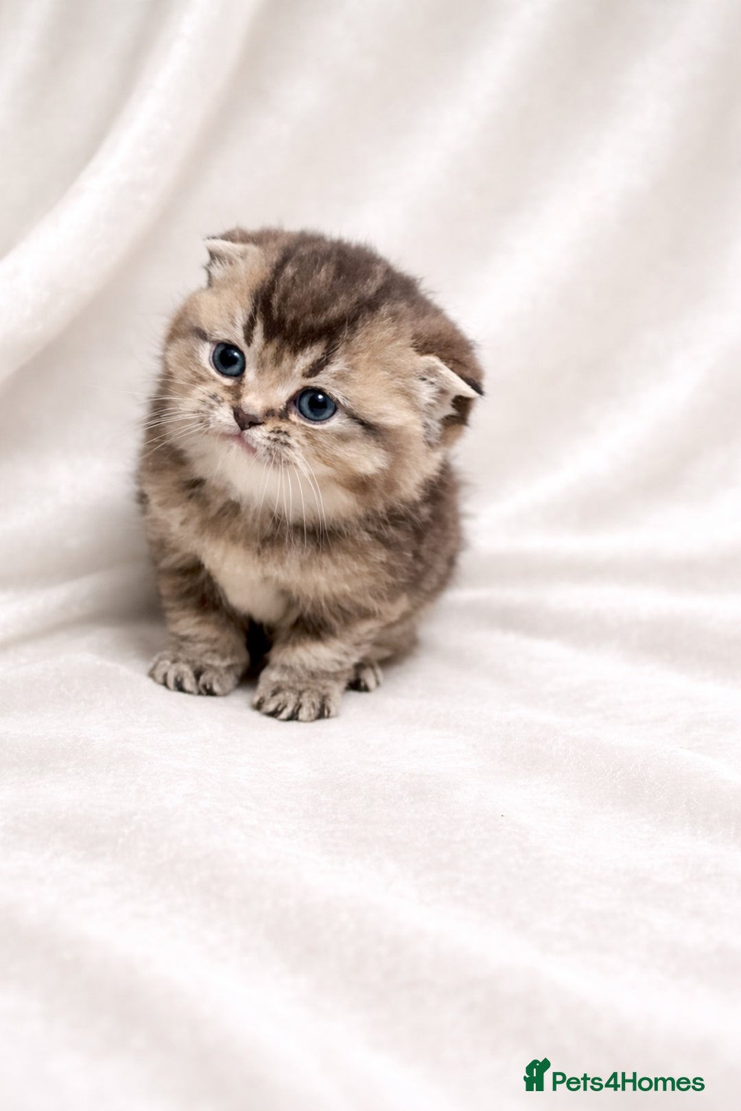 Scottish Fold cats for sale: 2 girl 1 boy beautiful quality Scottish Folds ❤️  - Advert 11