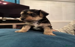 Mixed Breed dogs for sale: Adorable jackacavapoo puppies only 2 left  - Image 15