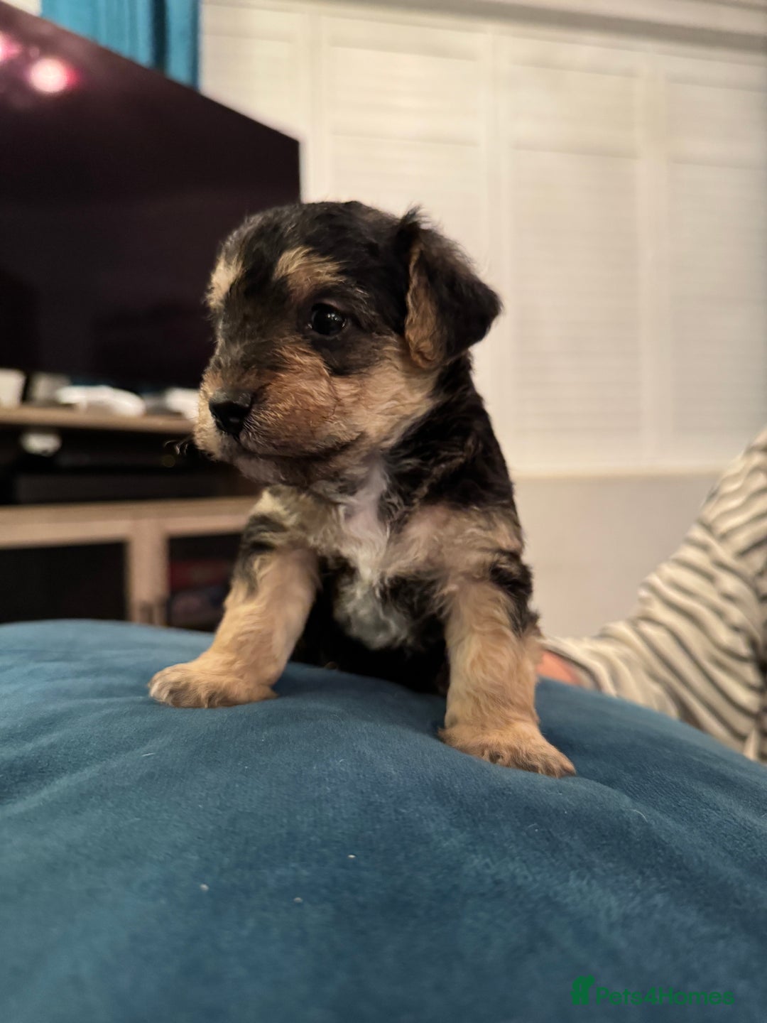 Mixed Breed dogs for sale: Adorable jackacavapoo puppies only 2 left  - Image 15