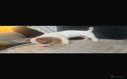 Jack Russell dogs for sale: 5 beautiful jack russel pups  - Image 21