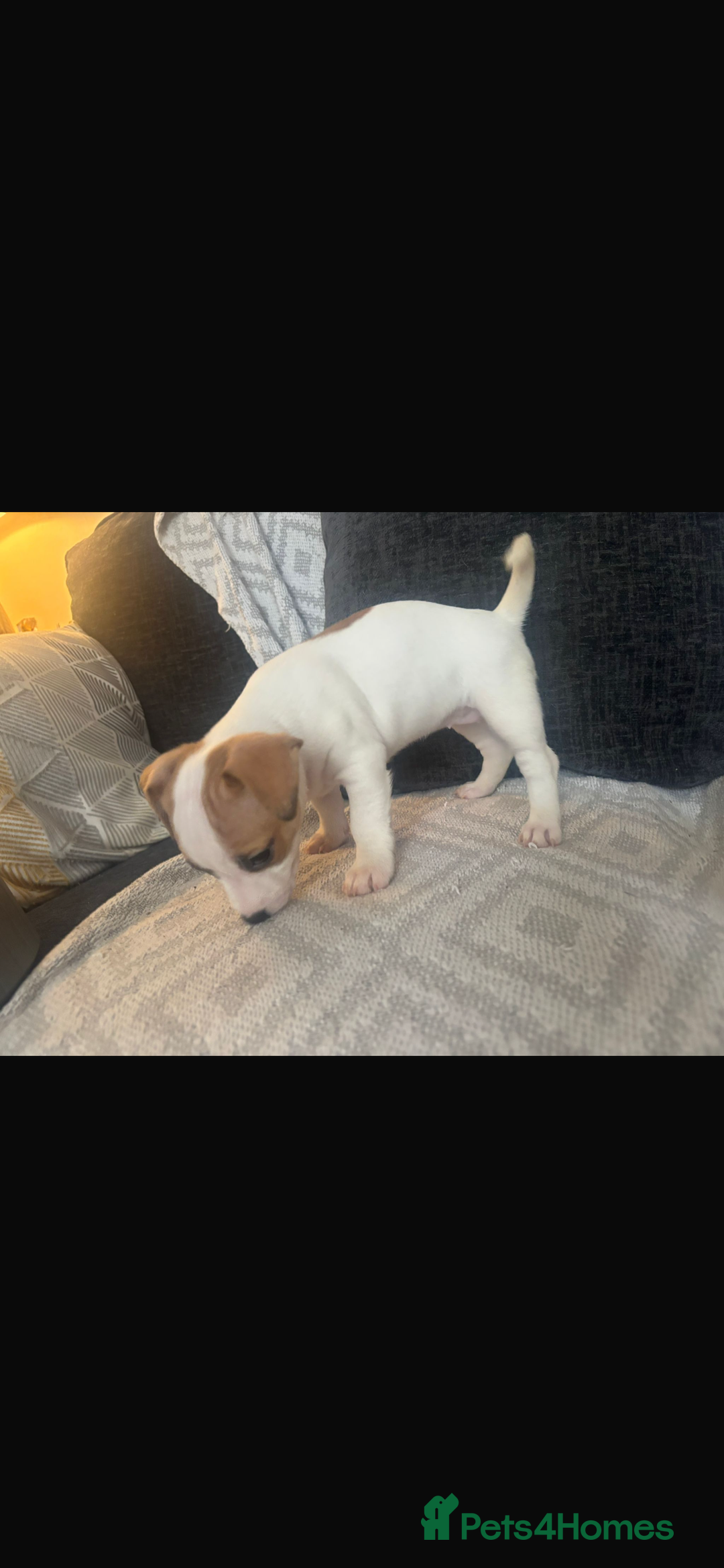 Jack Russell dogs for sale: 5 beautiful jack russel pups  - Image 21
