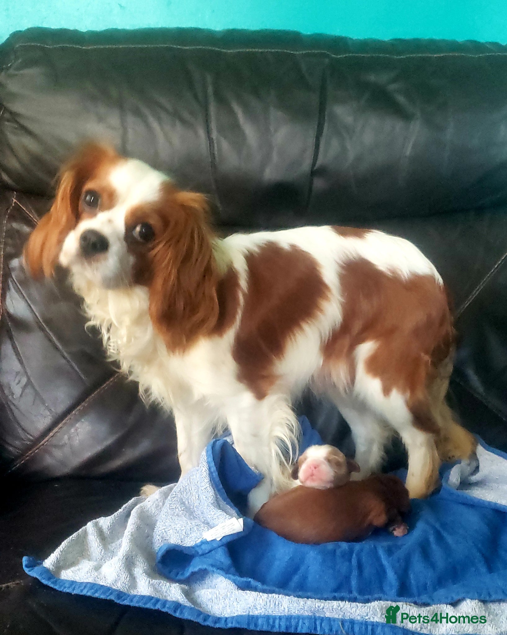 Cavalier King Charles Spaniel dogs Two cavalier males Ruby and Blenhium - Advert 1