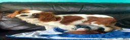 Cavalier King Charles Spaniel dogs for sale: Two cavalier males Ruby and Blenhium - Advert 1