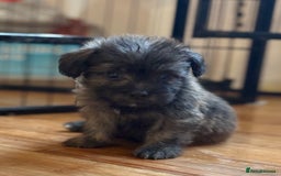 Mixed Breed dogs for sale: Fluffy Frenchie x Jackapoo  - Image 1