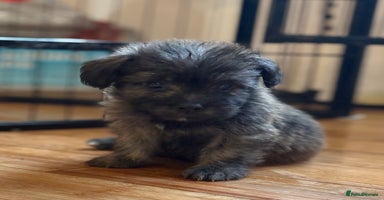 Mixed Breed dogs - Advert 10