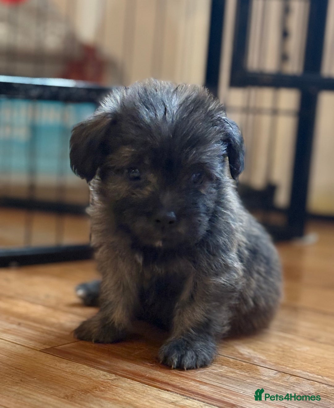 Mixed Breed dogs for sale: Fluffy Frenchie x Jackapoo  - Image 1