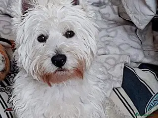 West Highland Terrier dogs West Highland White Terrier for stud - Advert 1