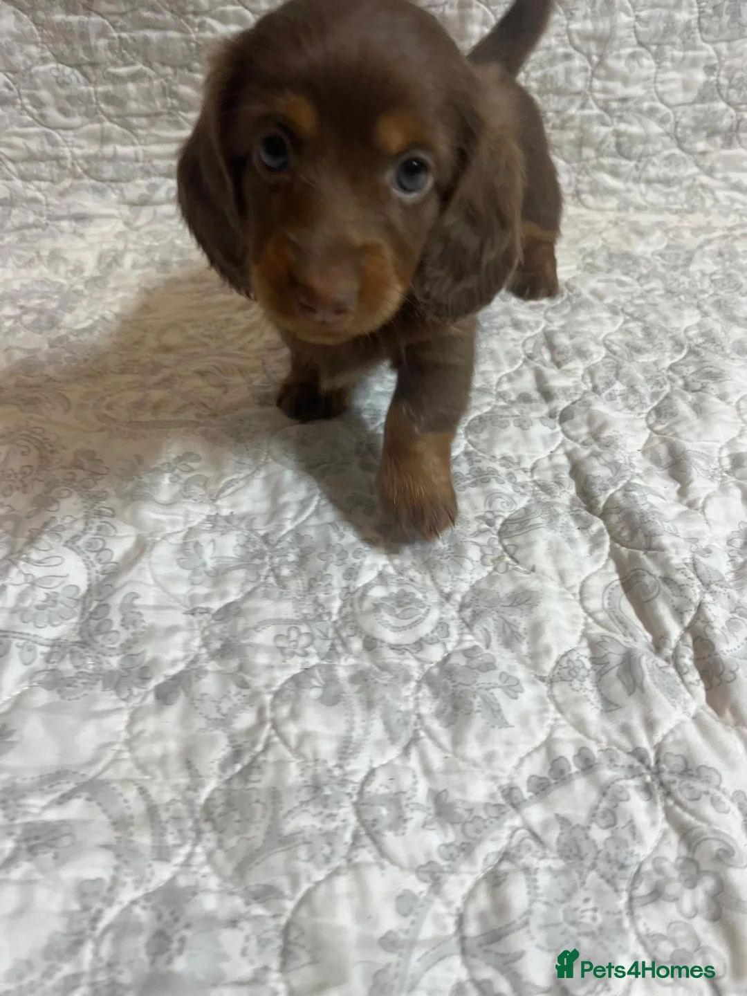 Miniature Dachshund dogs for sale: 🤩 2 stunning miniature dachshund 🤩 - Advert 1