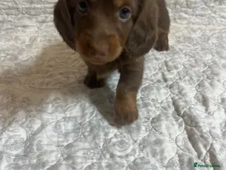 Miniature Dachshund dogs 🤩 2 stunning miniature dachshund 🤩 - Advert 1