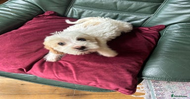 Cockapoo dogs in Frome - Advert 12
