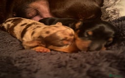 Miniature Dachshund dogs for sale: 🐾 miniature Dachshund females for sale🐾 - Image 1