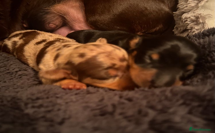 Miniature Dachshund dogs - Advert 15